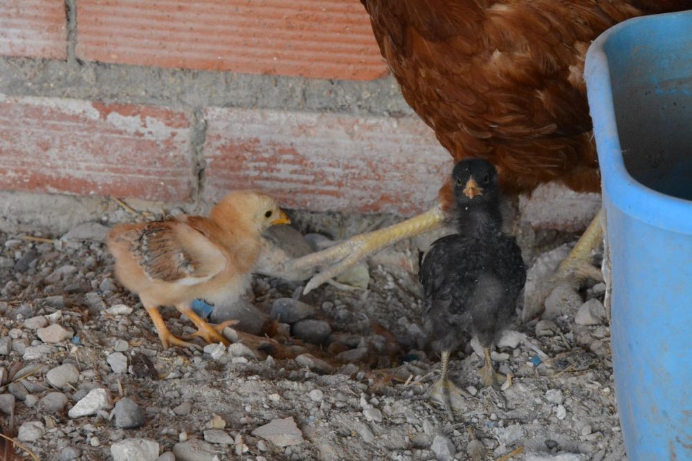 Gallinas de corral 