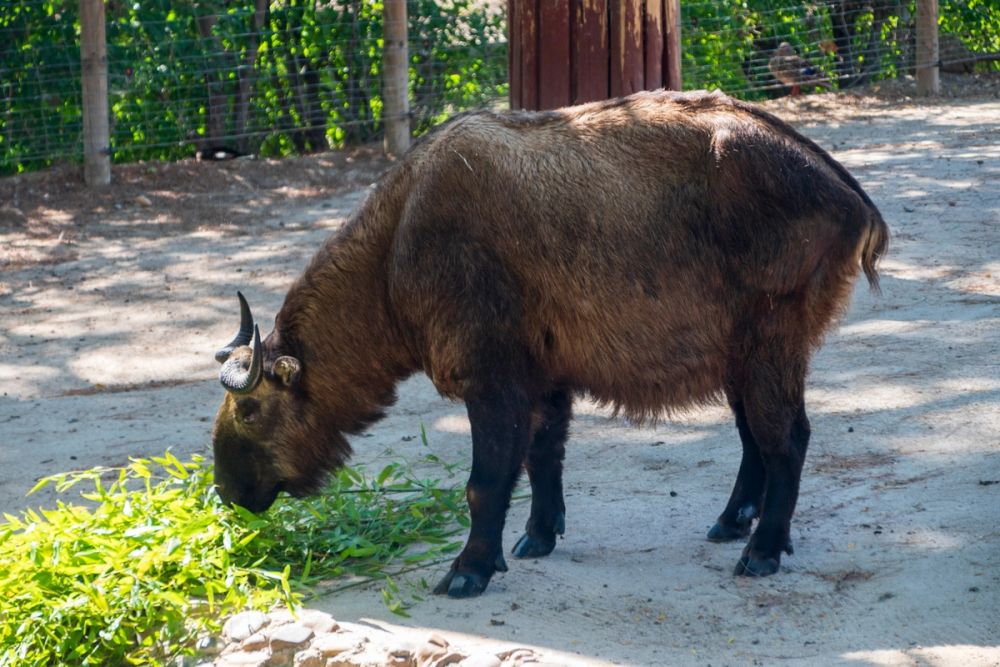 Zoo 17-08-2024