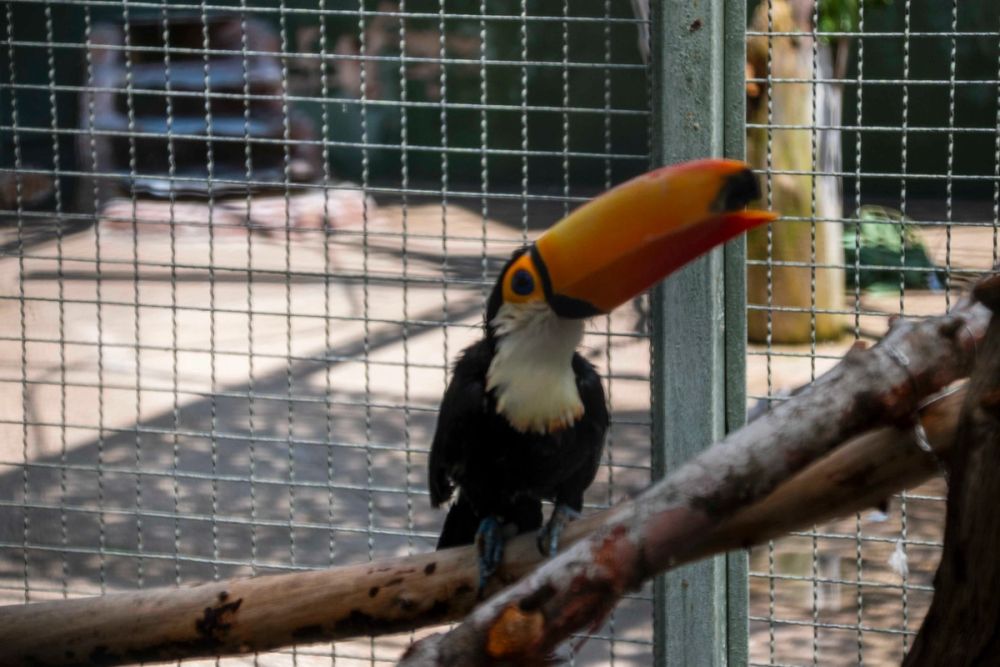 Zoo 29-07-2026