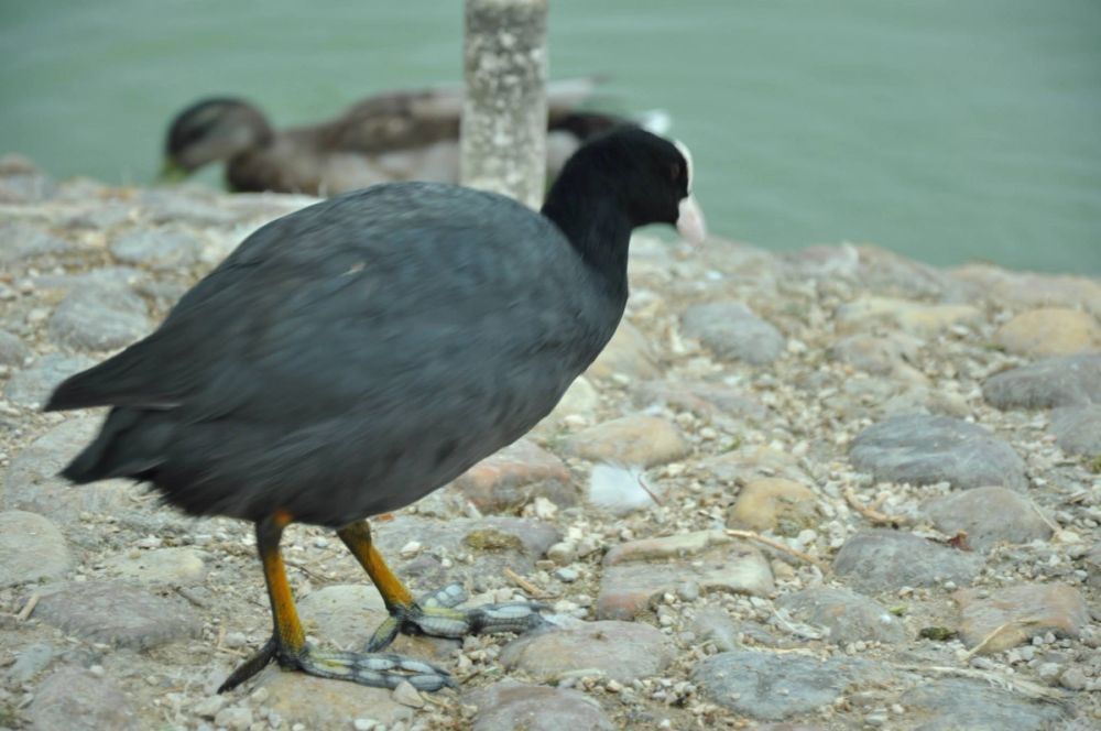 Ocas y patos en parque polvoranca (Leganes) 30-08-2014