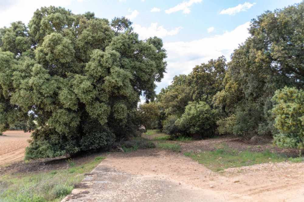 Sierra de Corral de Almaguer 03-05-2025