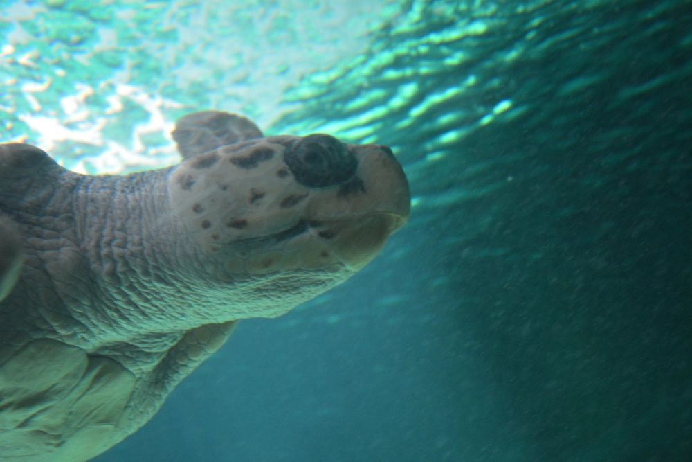 zoo 07-07-2018