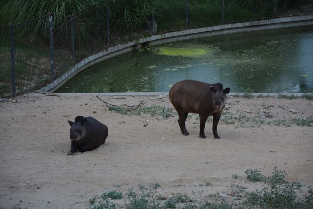 zoo 07-07-2018