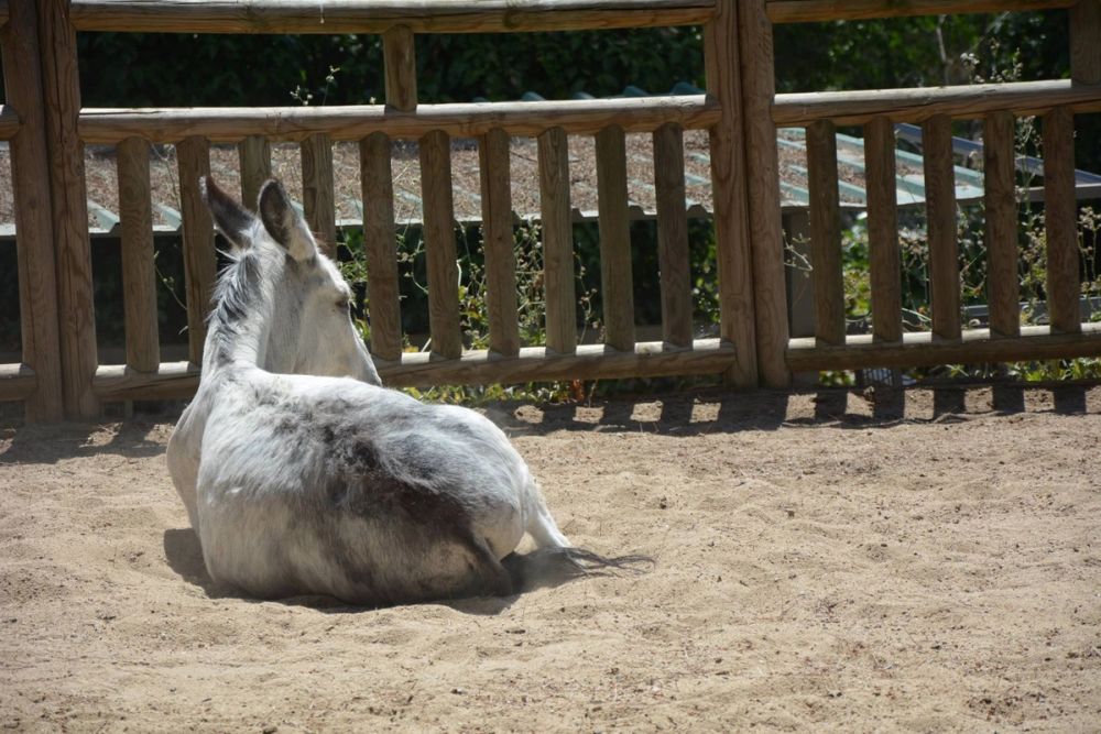 zoo 07-07-2018