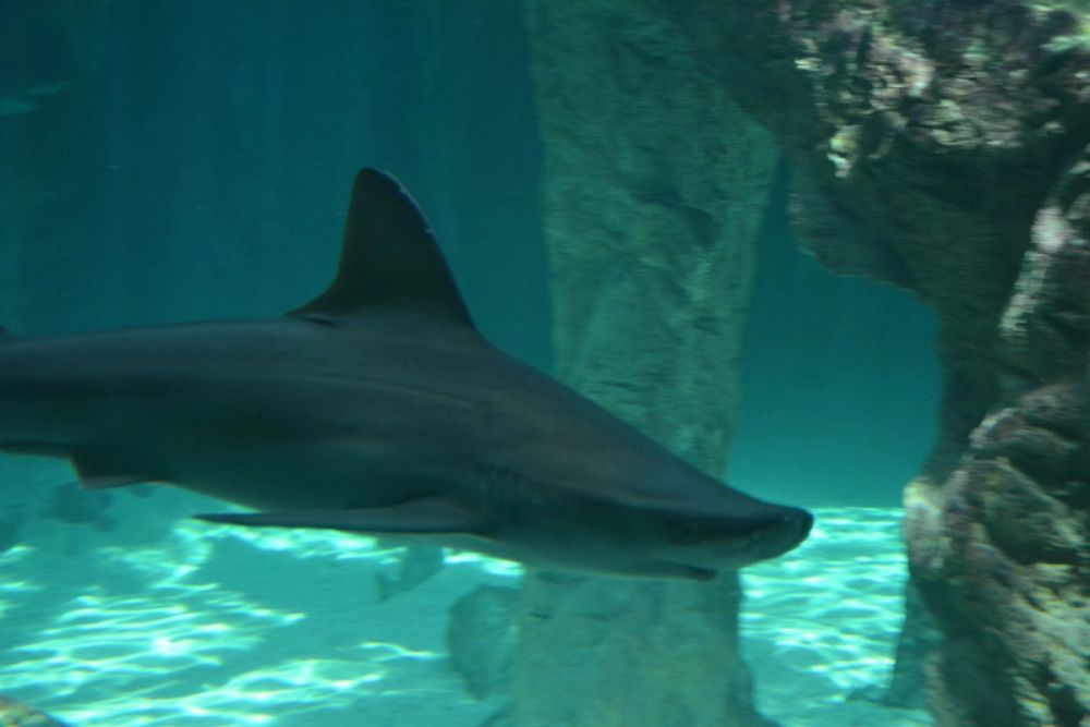 zoo 07-07-2018