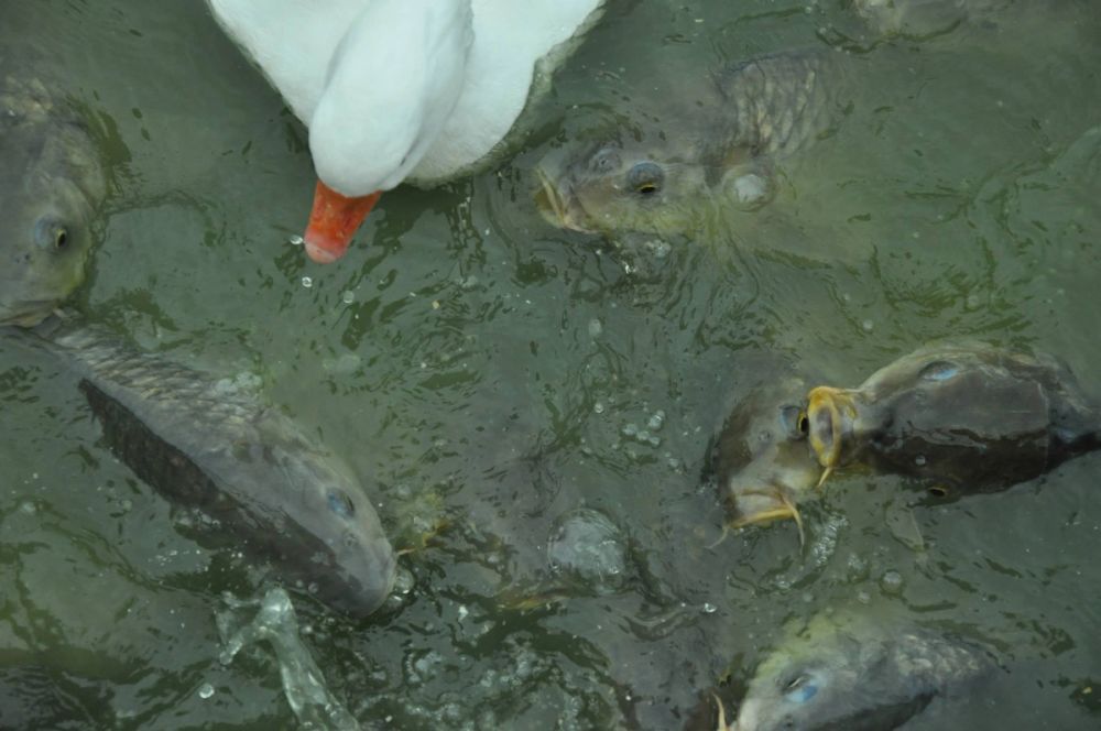 Ocas y patos en parque polvoranca (Leganes) 30-08-2014