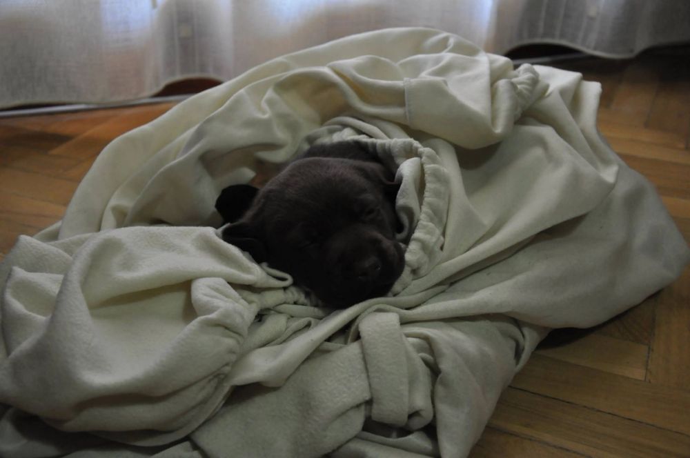 baby Conan