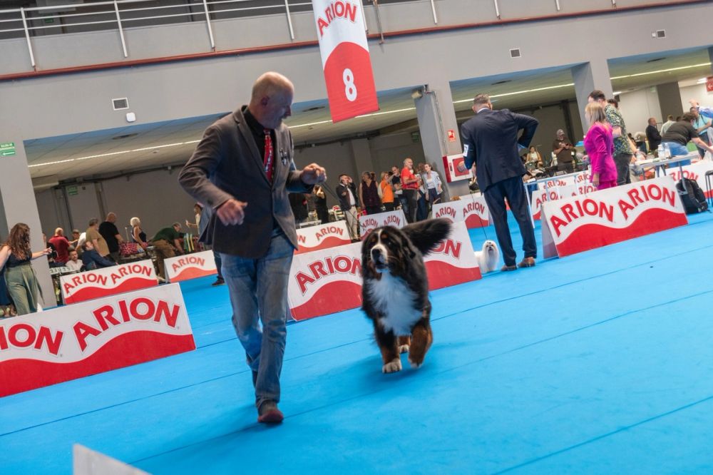Exposicion canina (ciudad real) 01-06-2024