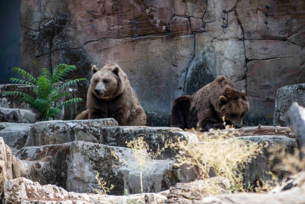 Zoo 29-07-2026