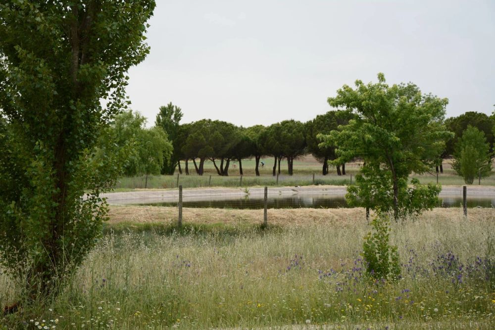 Naturaleza Parque polvoranca (Leganes) 10-06-2019