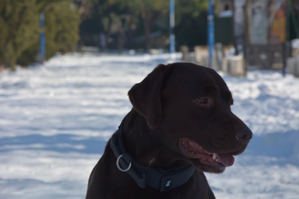 Conan en la nieve (leganes) 2021