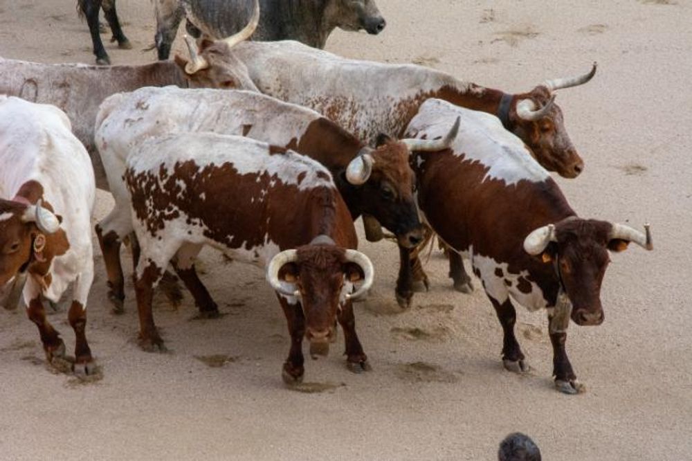 Toros en Colmenar Viejo 22-08-2019