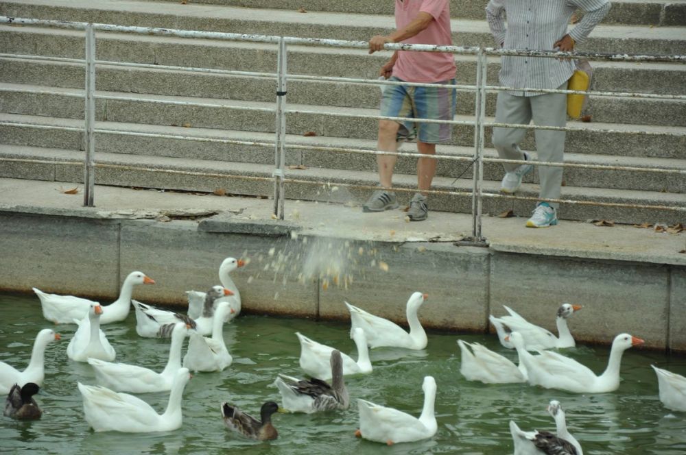 Ocas y patos en parque polvoranca (Leganes) 30-08-2014