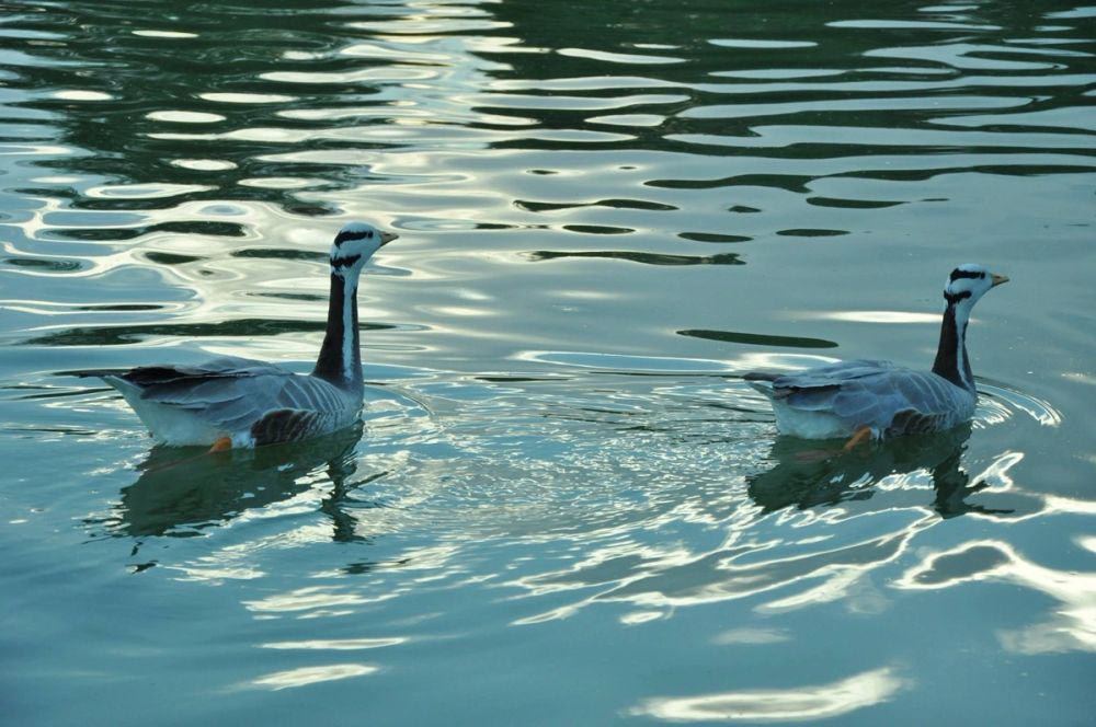 Ocas y patos en parque polvoranca (Leganes) 28-05-2015