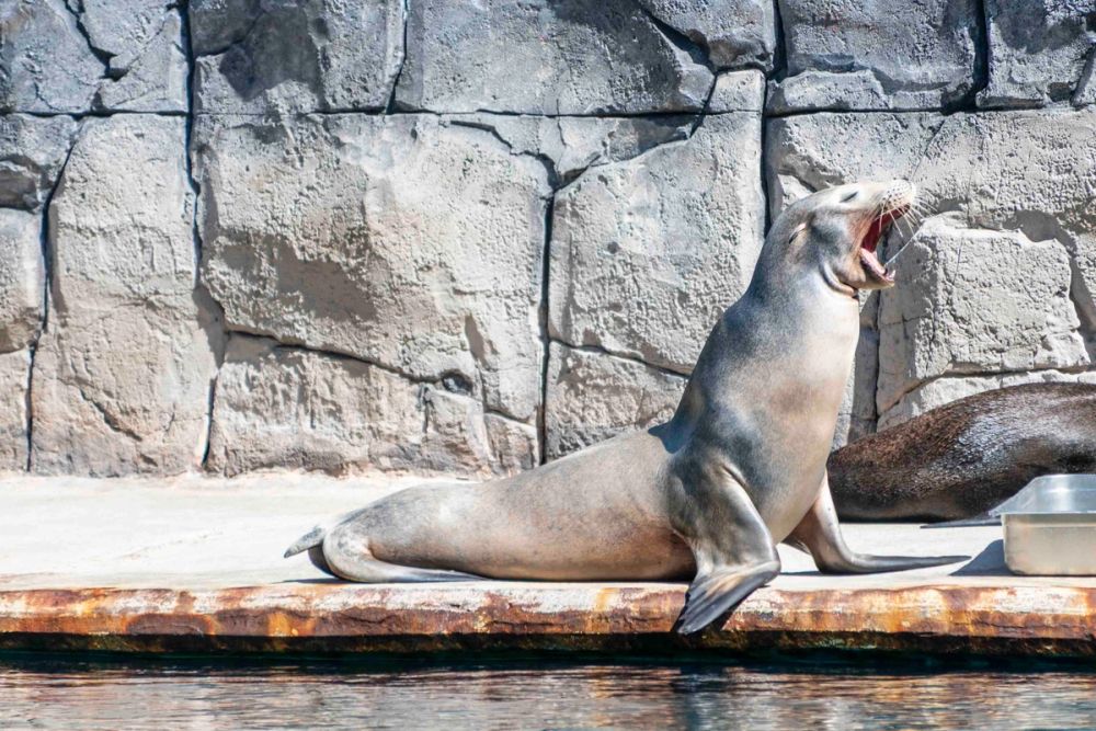 Faunia 04-08-2026
