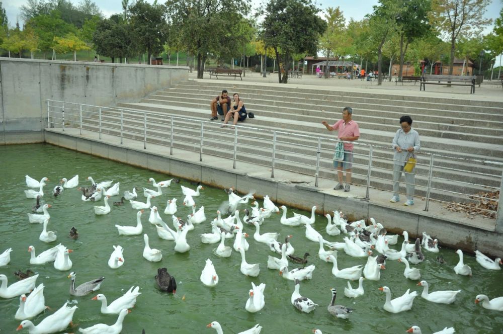 Ocas y patos en parque polvoranca (Leganes) 30-08-2014