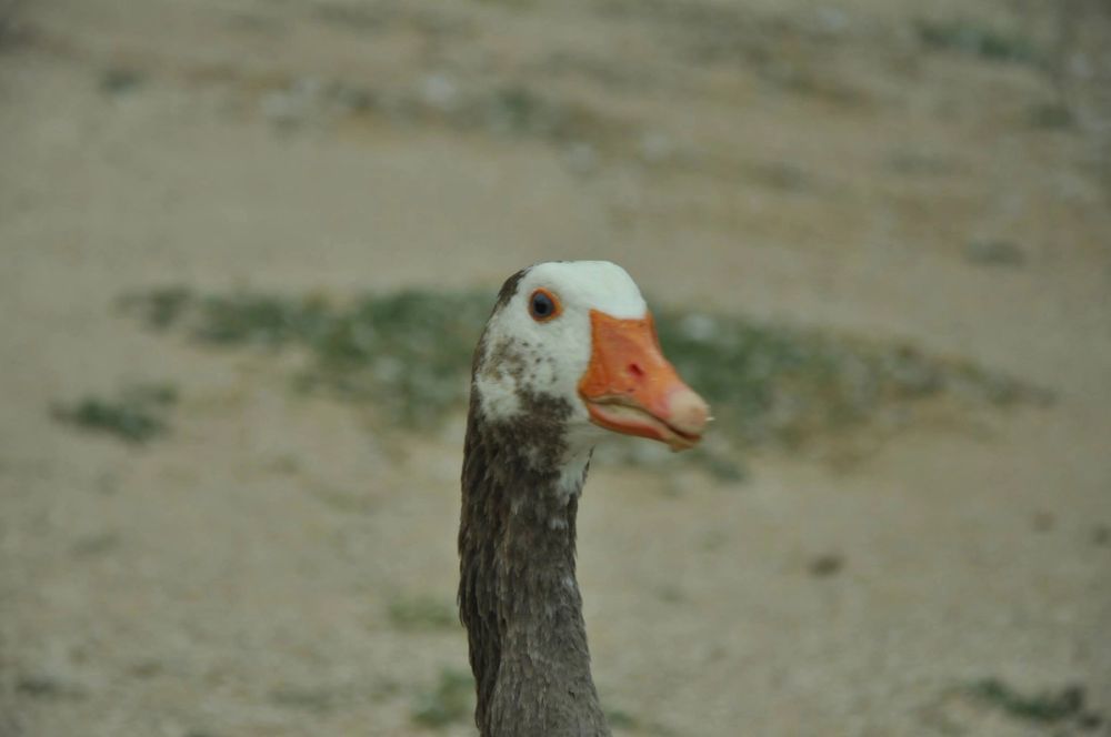 Ocas y patos en parque polvoranca (Leganes) 30-08-2014