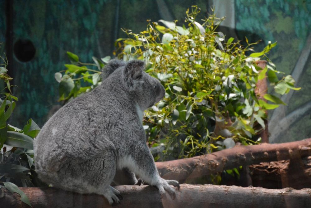 zoo 07-07-2018