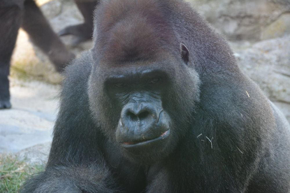 zoo 07-07-2018