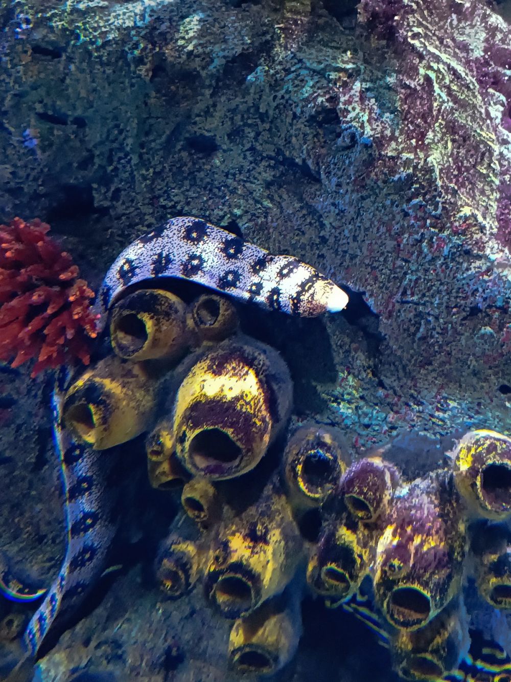 Atlantus aquarium Xanadu 05-08-2023