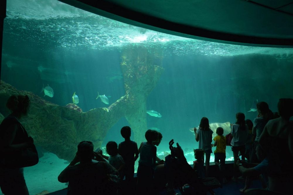zoo 07-07-2018
