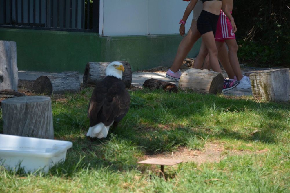 zoo 07-07-2018