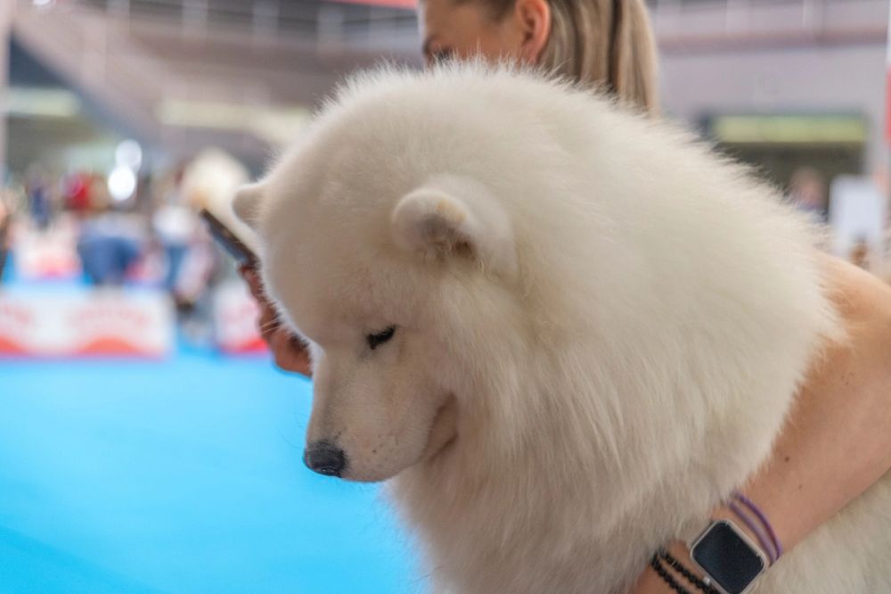 Perretes de la Exposicion canina (ciudad real) 01-06-2024