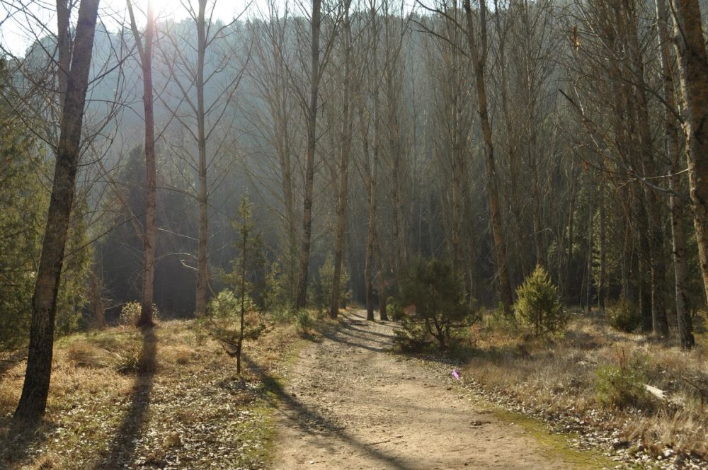 Rio lobos (Burgos/Soria) 2012