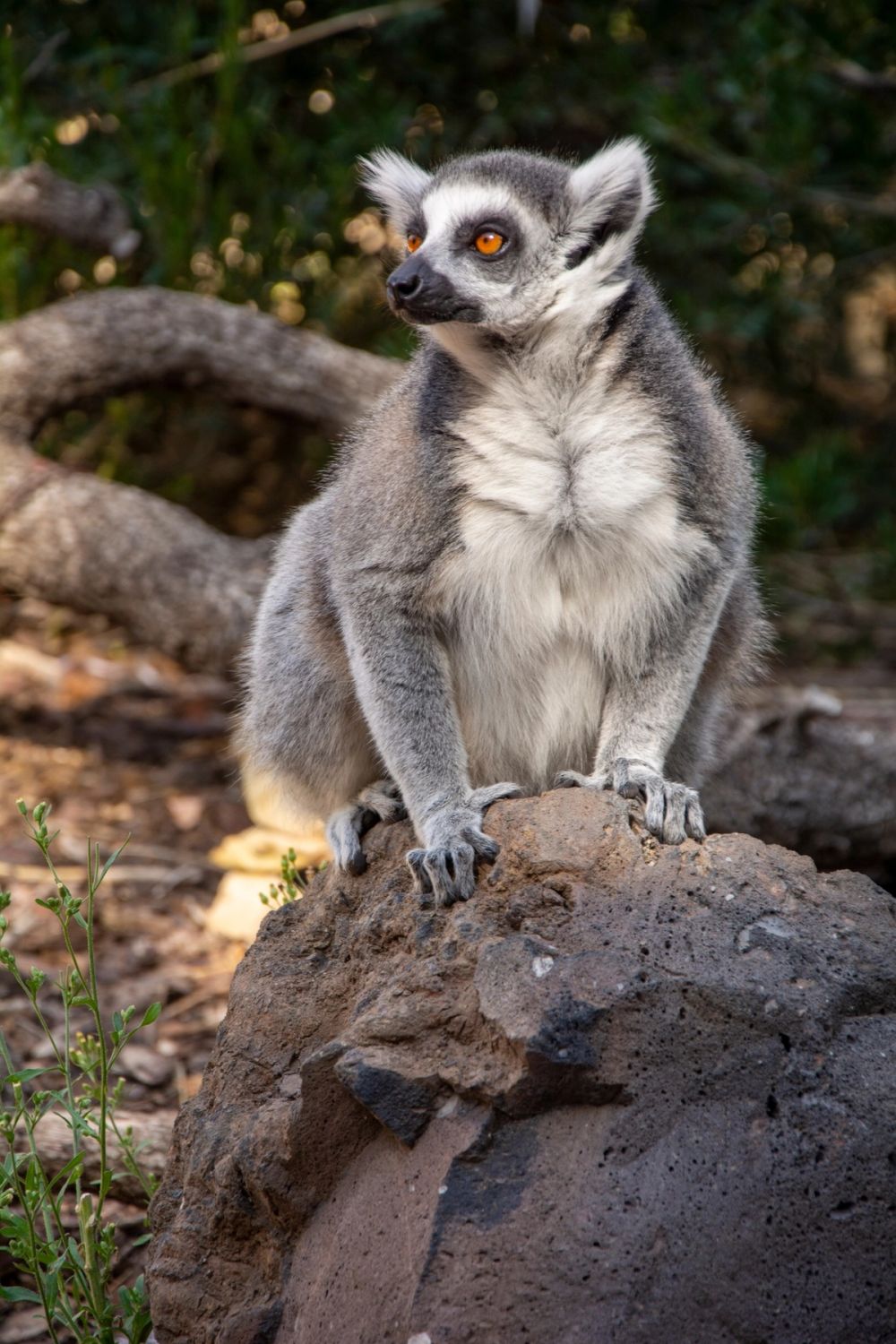 Faunia 2022
