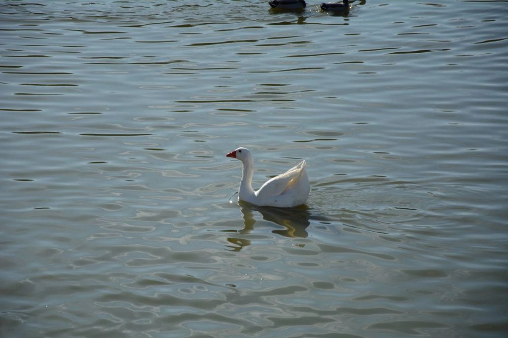 Ocas, patos y carpas en parque polvoranca (Leganes) 18-03-2017