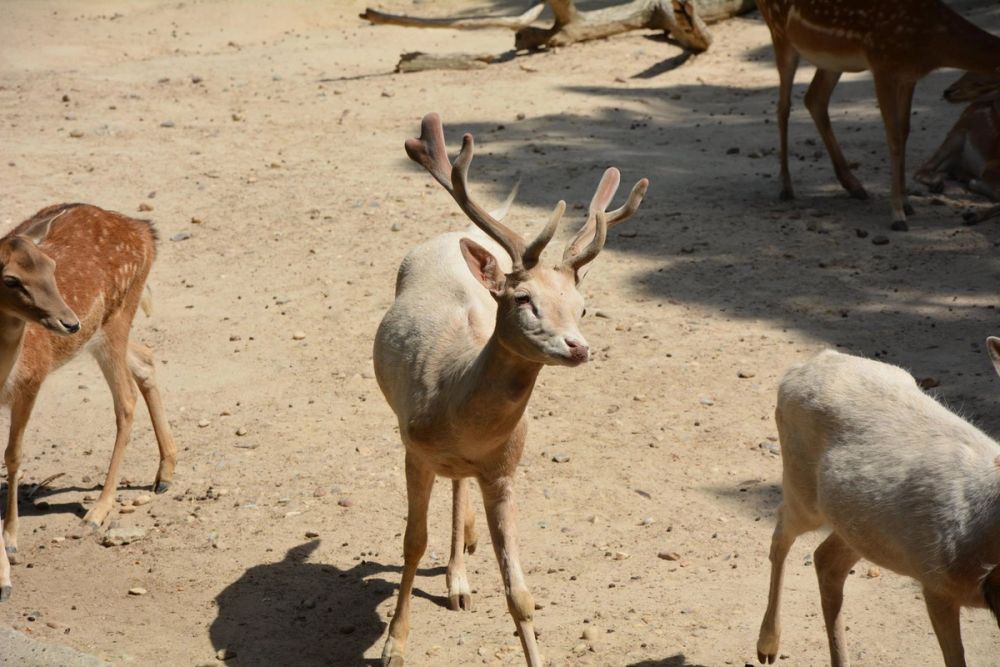 zoo 07-07-2018