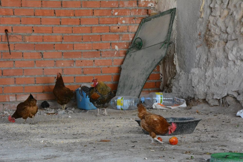 Gallinas de corral 