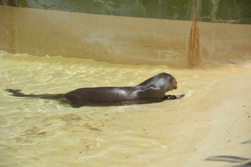 zoo 07-07-2018