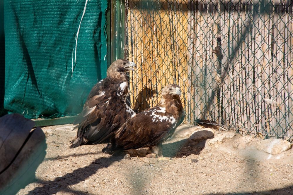 Zoo de Lillo 03-09-2022
