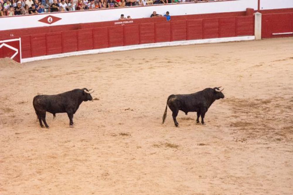 Toros en Colmenar Viejo 22-08-2019