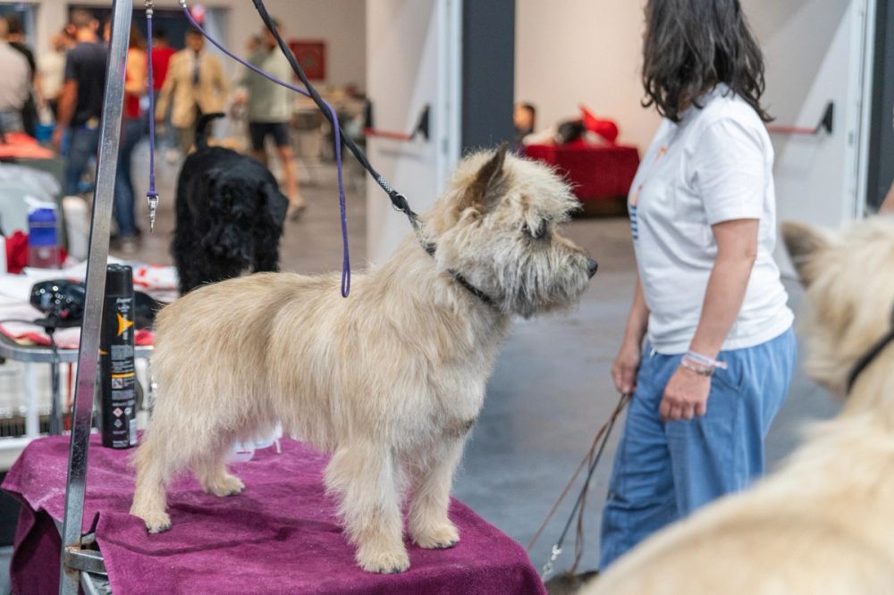 Perretes de la Exposicion canina (ciudad real) 02-06-2024