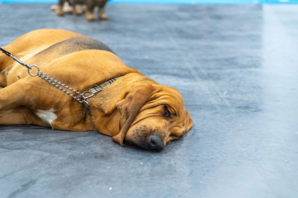 Perretes de la Exposicion canina (ciudad real) 02-06-2024