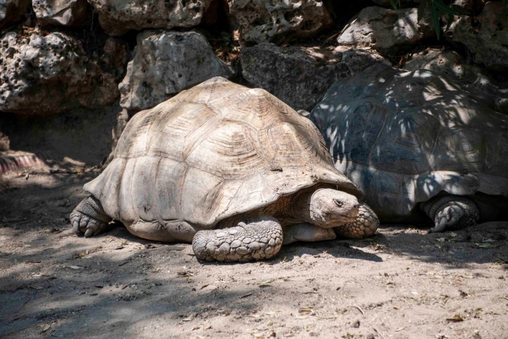 Zoo 29-07-2026