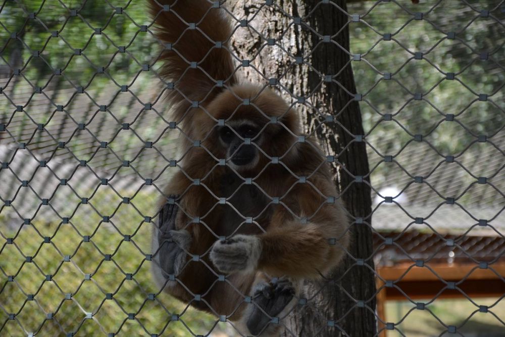 zoo 07-07-2018