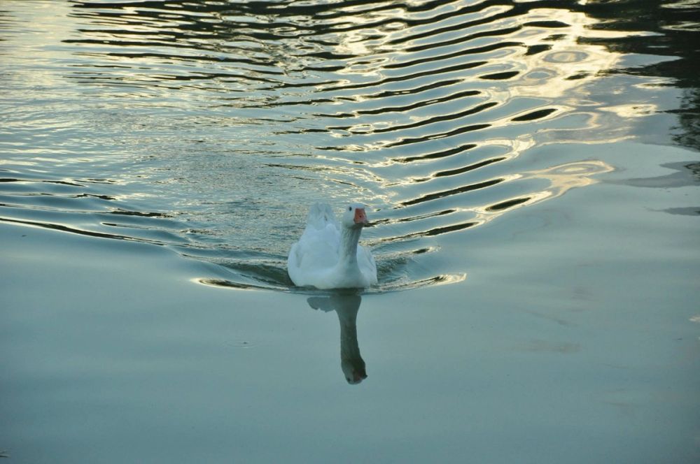 Ocas y patos en parque polvoranca (Leganes) 28-05-2015