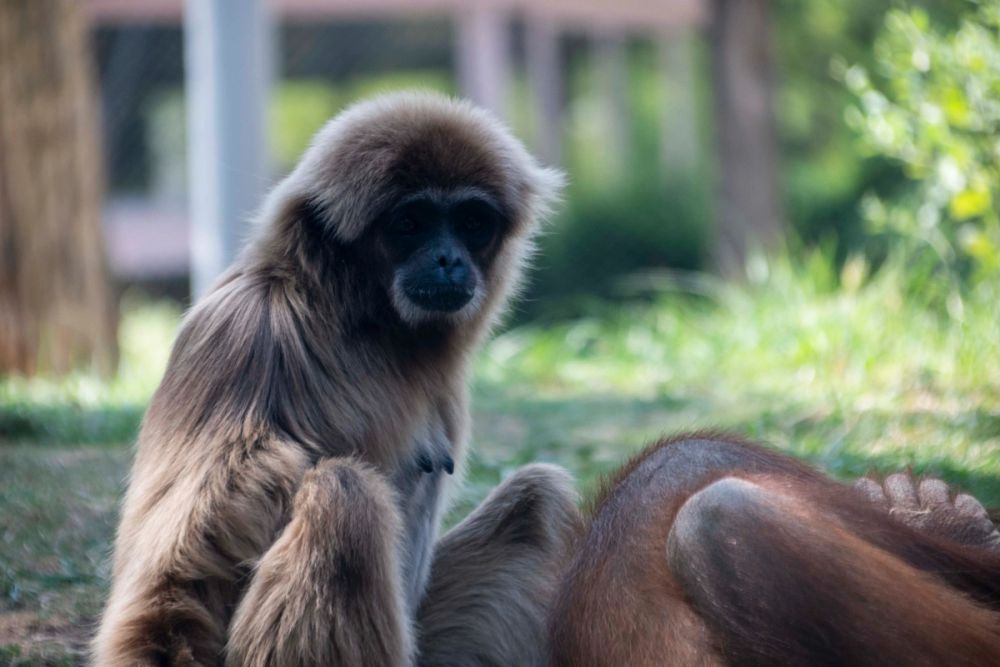 Zoo 29-07-2026