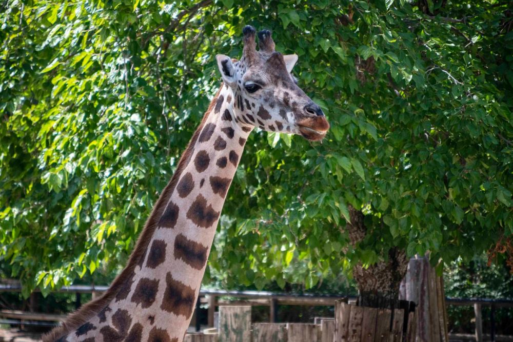 Zoo 29-07-2026