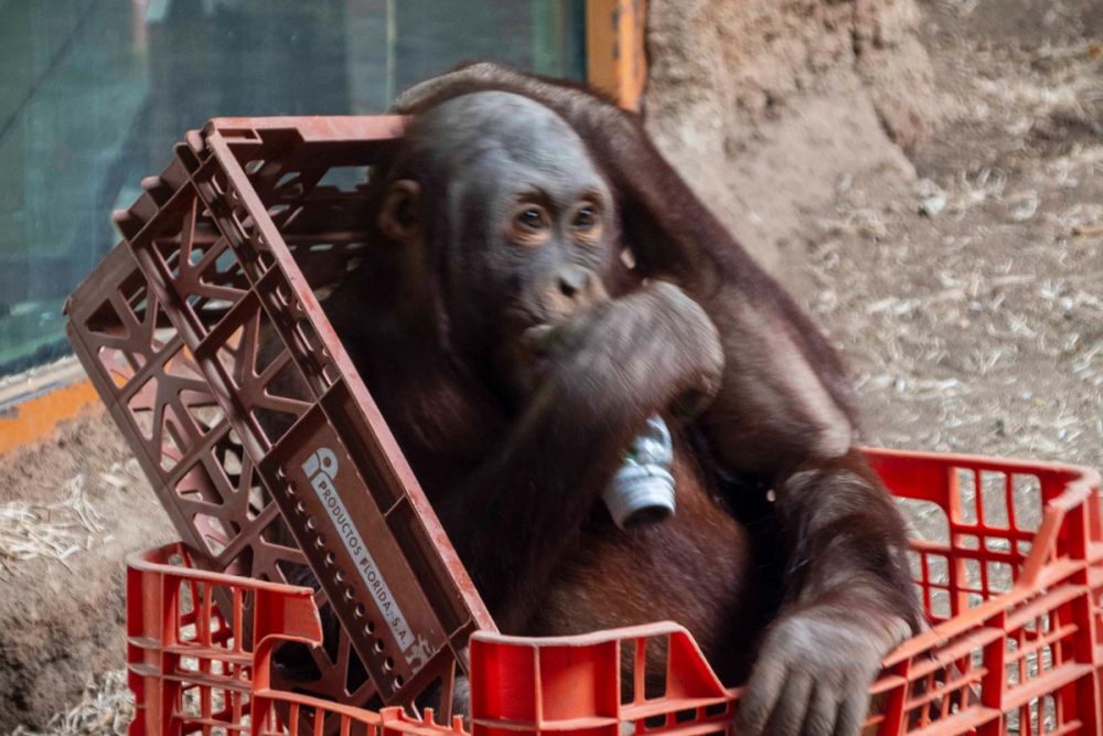 Zoo 29-07-2026