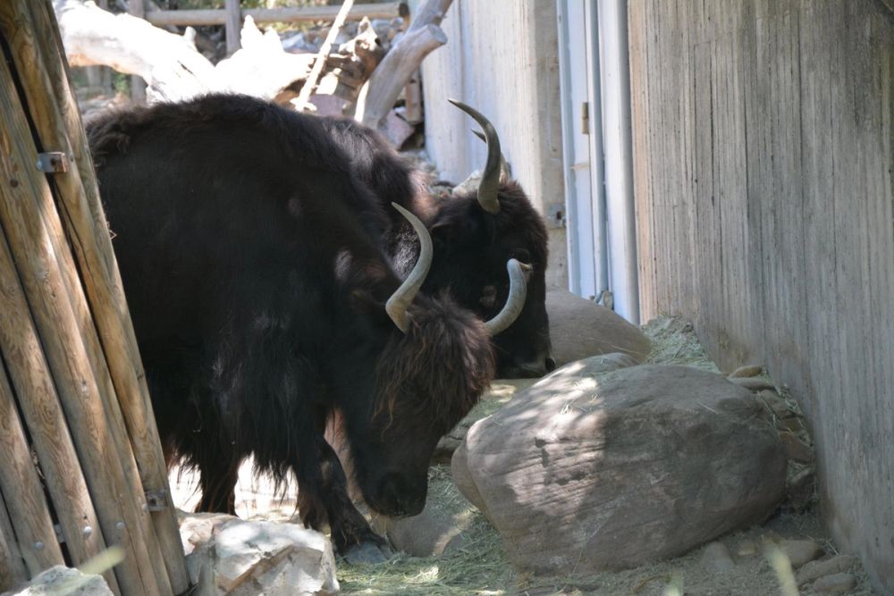 zoo 07-07-2018