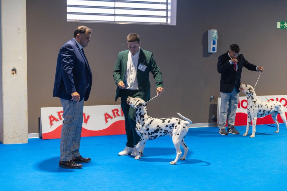 Exposicion canina (ciudad real) 02-06-2024