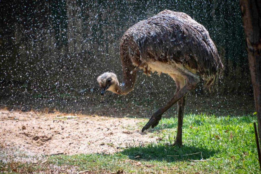 Zoo 29-07-2026