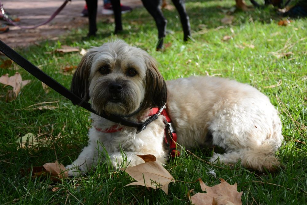 V ruta canina de Leganes 20-09-2020