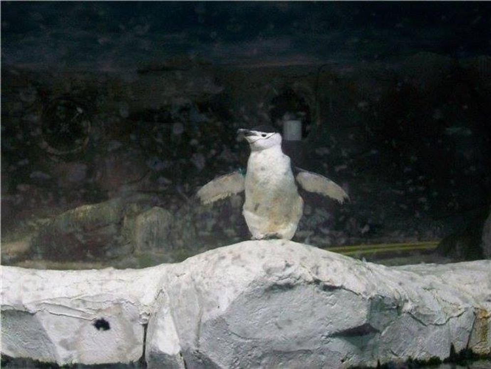 Faunia 2010