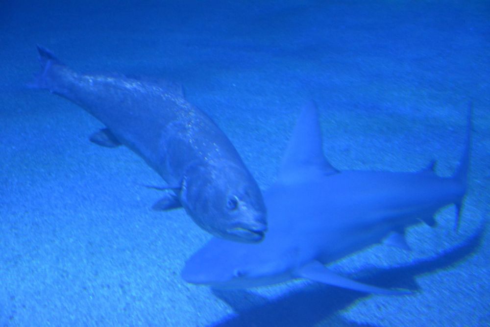 Oceanografic 2022
