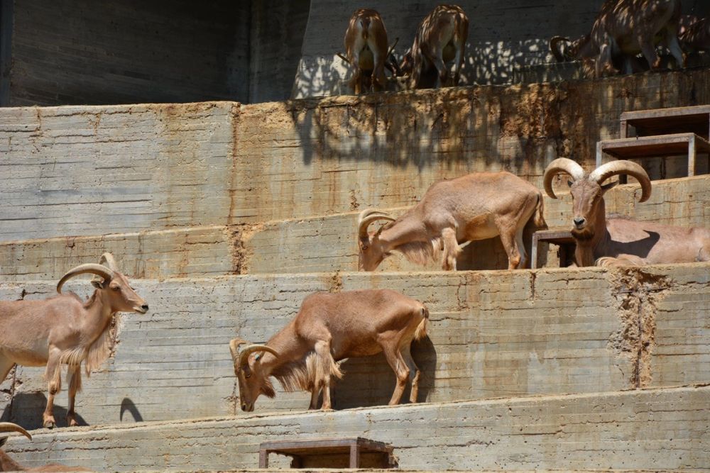 zoo 07-07-2018